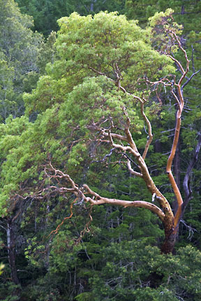 arbutus menziesii 1 graphic